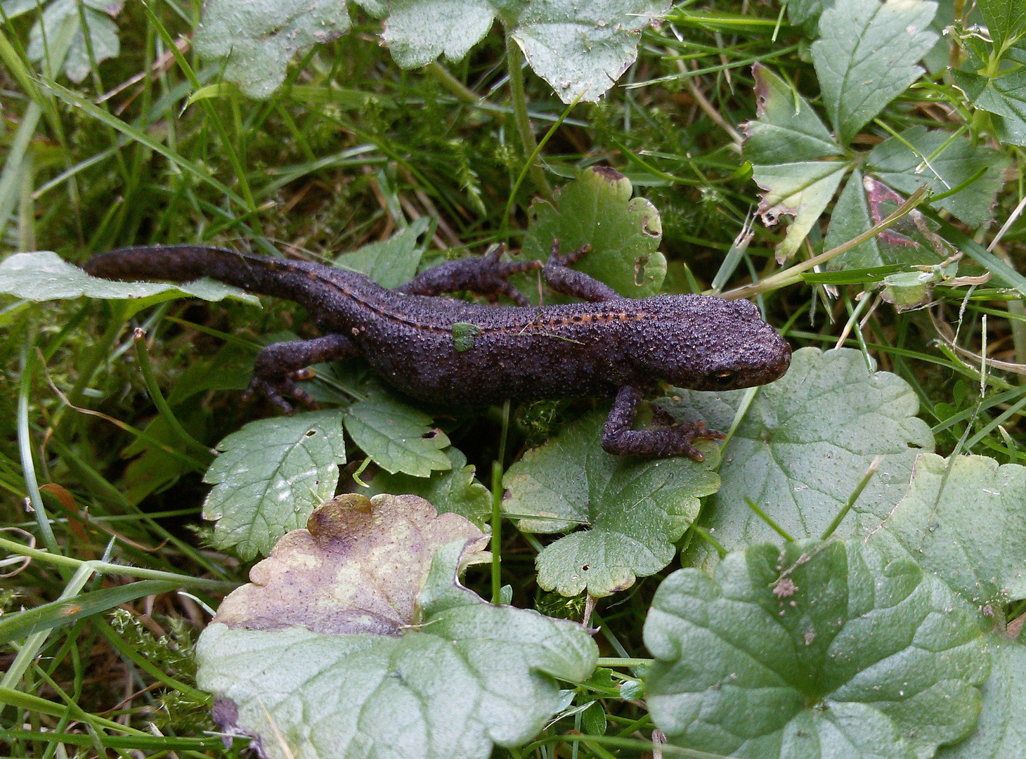 Molch Foto & Bild | tiere, wildlife, amphibien & reptilien Bilder auf fotocommunity