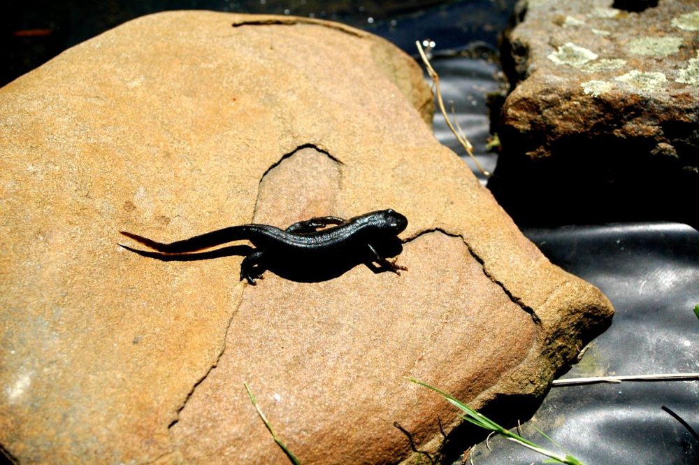 Molch am Teich Foto & Bild tiere, wildlife, amphibien & reptilien