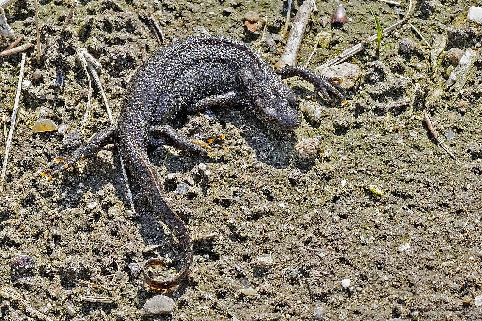 Molch auf Wanderschaft