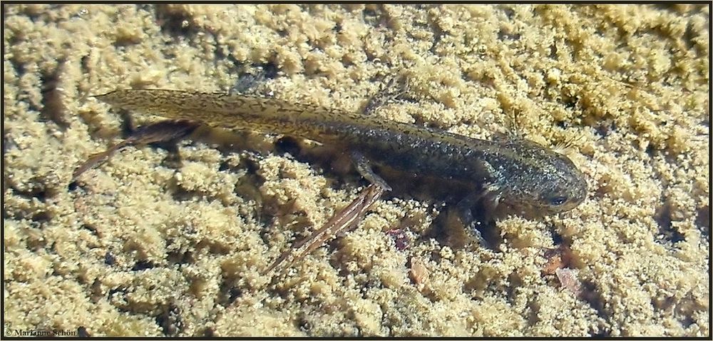 Molch Baby Foto Bild Tiere Wildlife Amphibien Reptilien Bilder Auf Fotocommunity