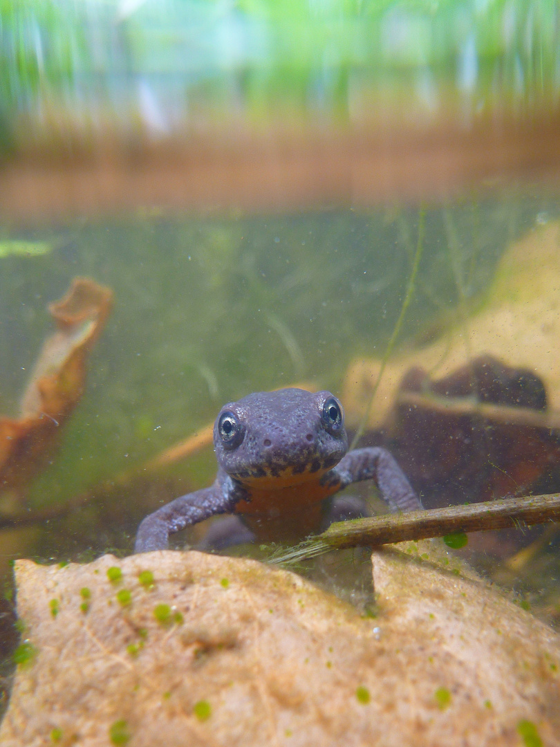 Molch im Gartenteich 2