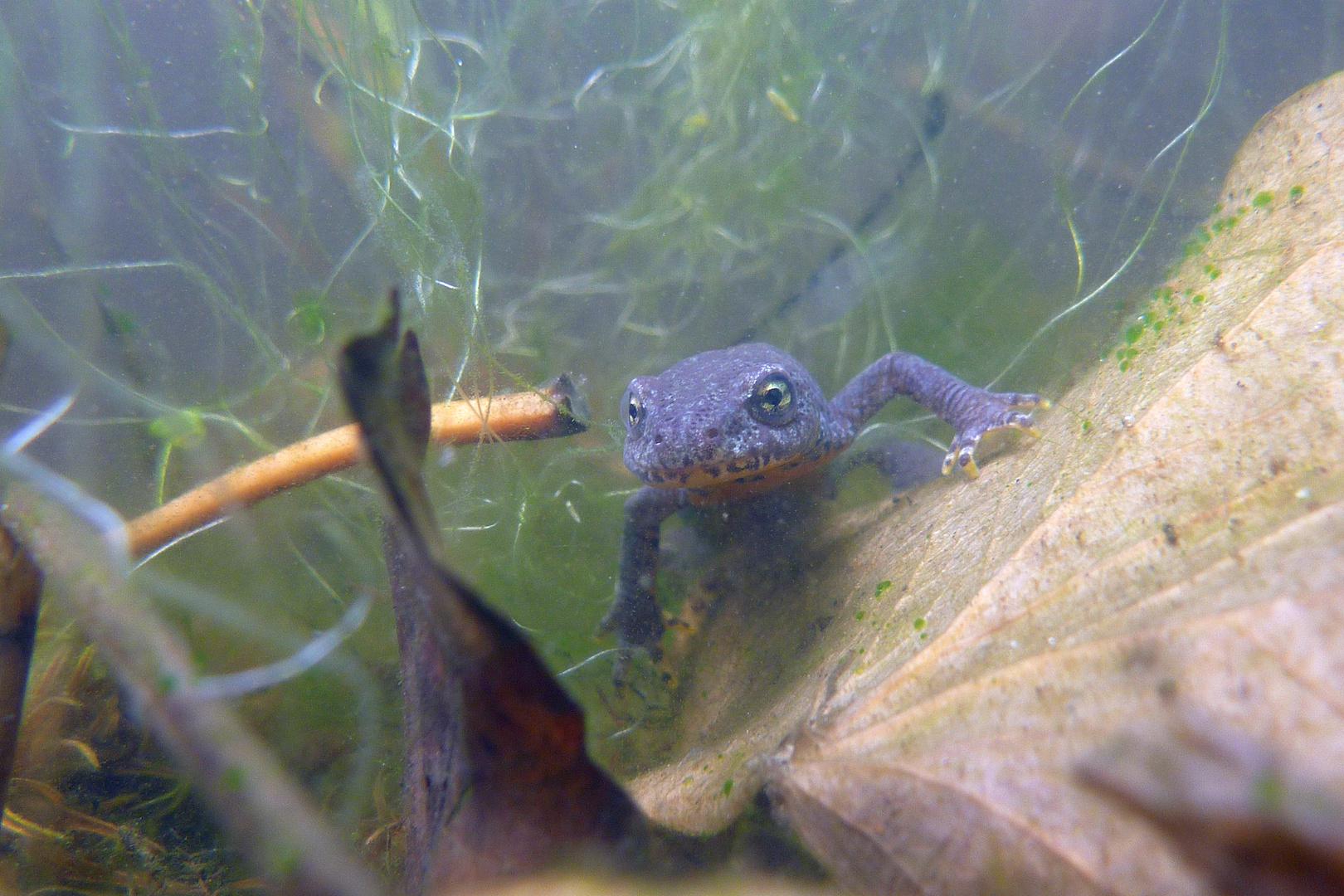 Molch im Gartenteich 3