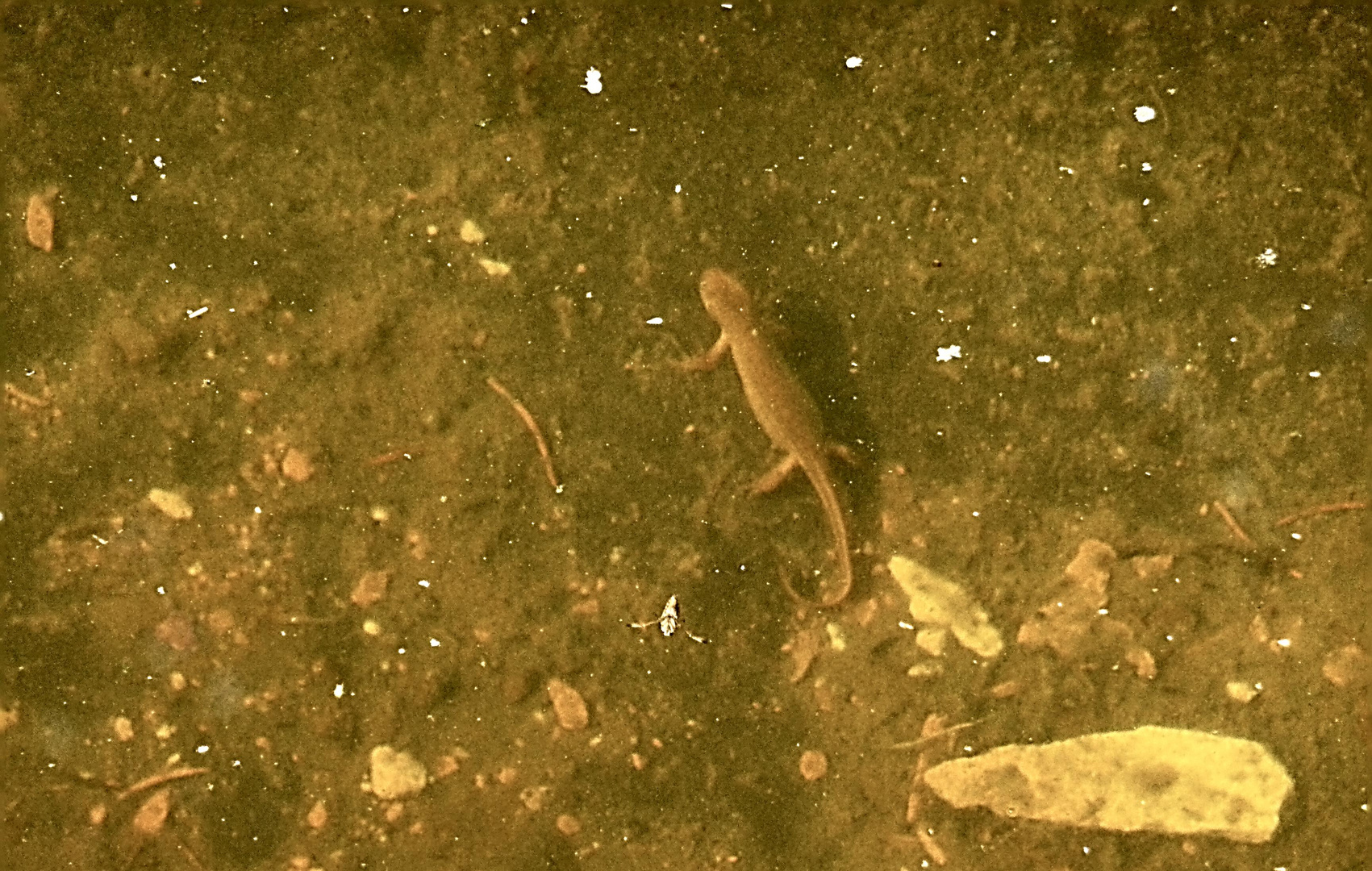 Molch im Gartenteich2 Foto & Bild tiere, wildlife, amphibien