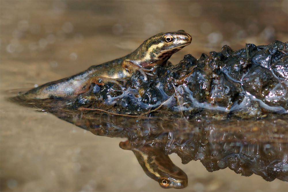 Molch im Waldtümpel