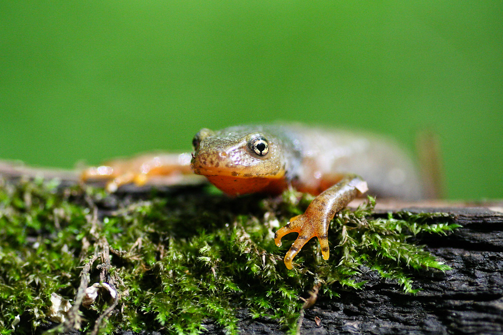 Molch in Wassertracht