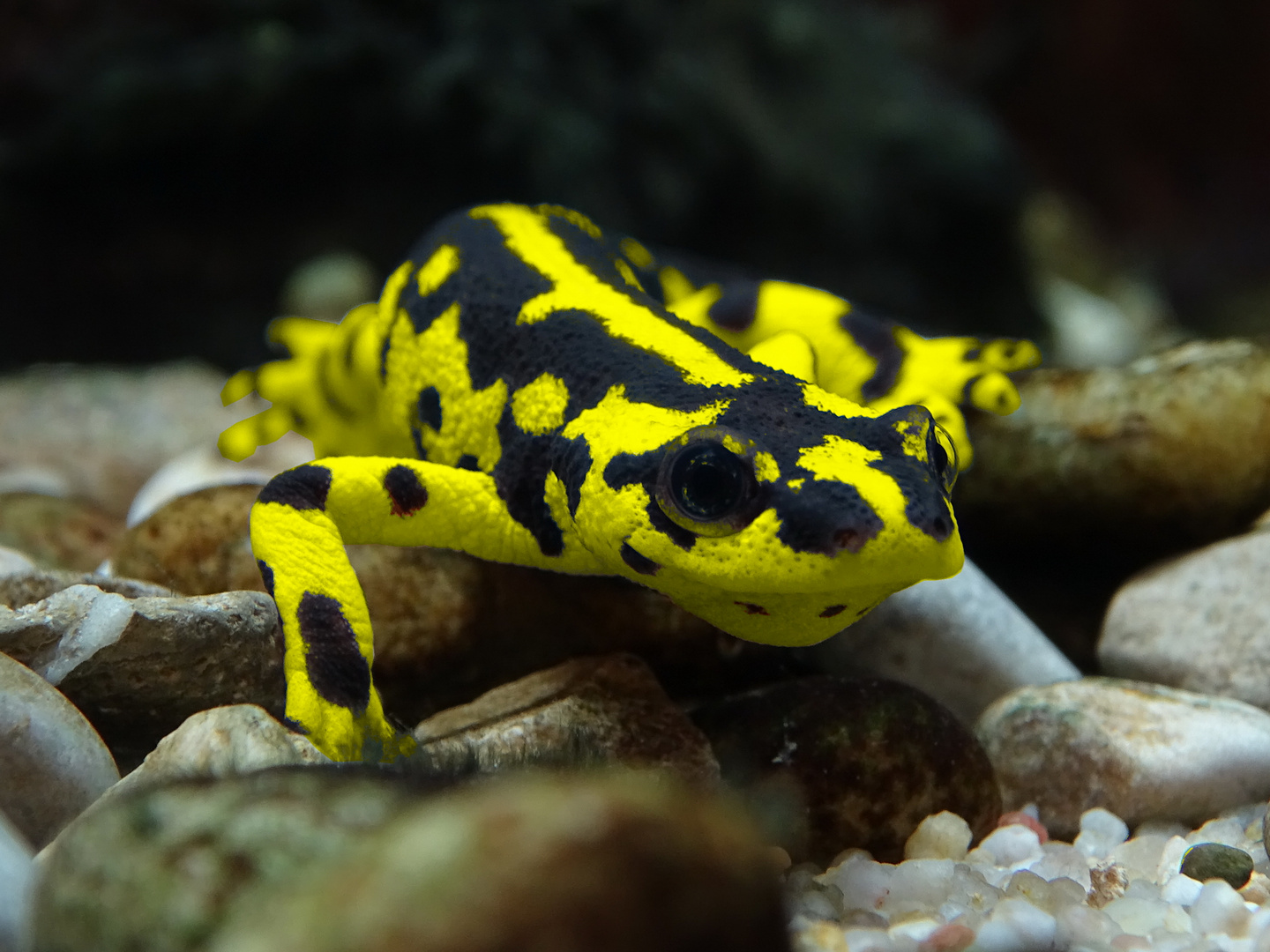 Molch Zagros Salamander 