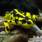 Molch Zagros Salamander 