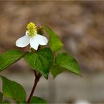 Molchschwanz (Houttuynia cordata)