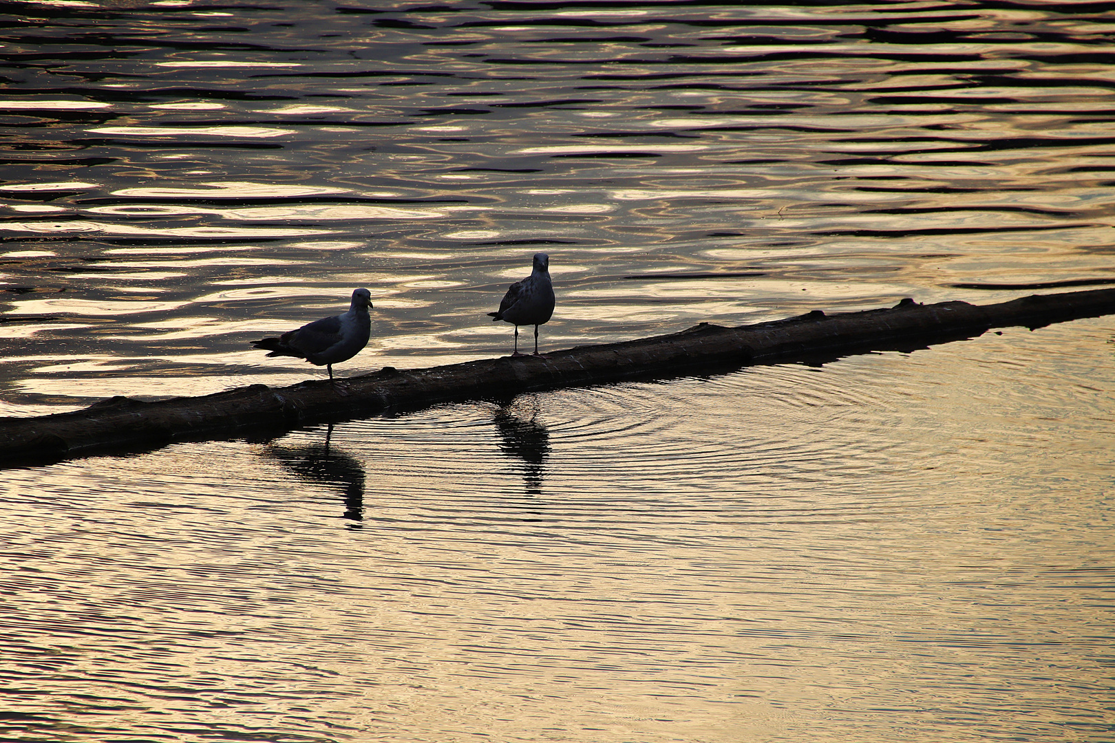 Moldau am Abend