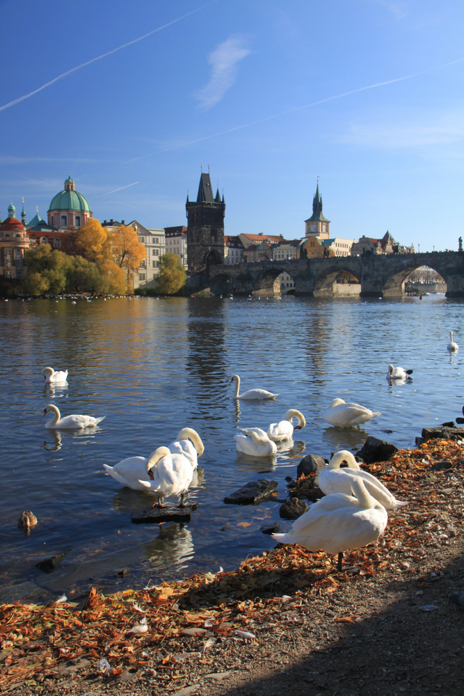 Moldau mit Karlsbrücke (2)