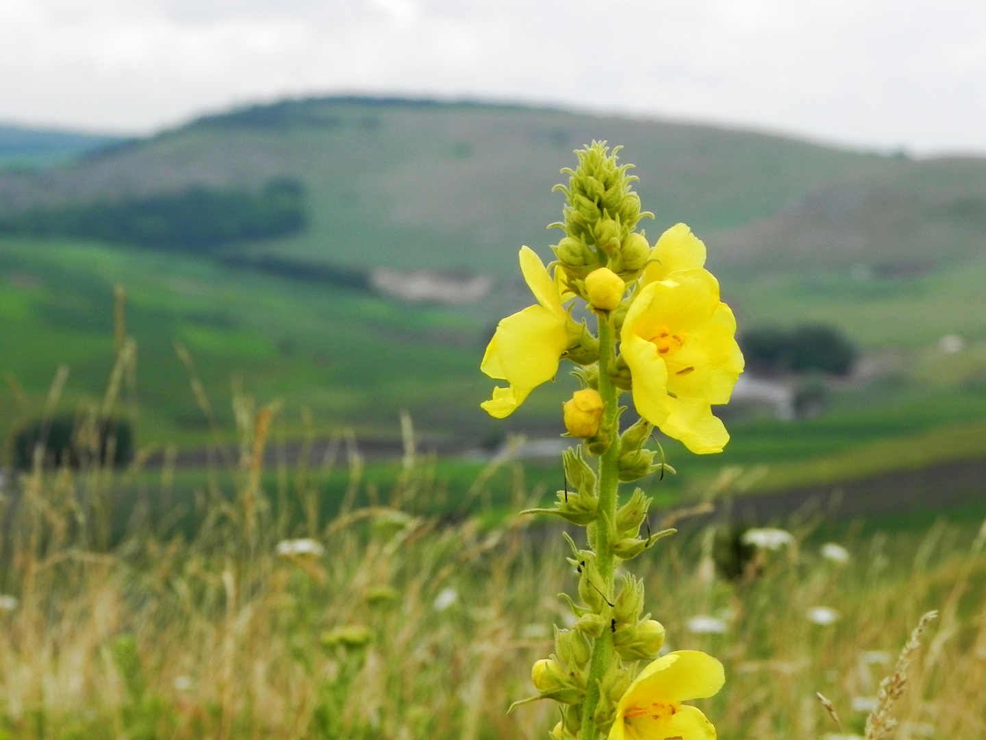 Moldova