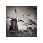 [ MOLEN EN WILDE GANZEN ]