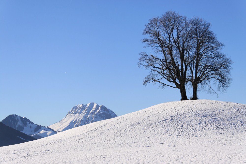 MOLESON mit Baum