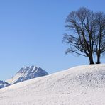 MOLESON mit Baum