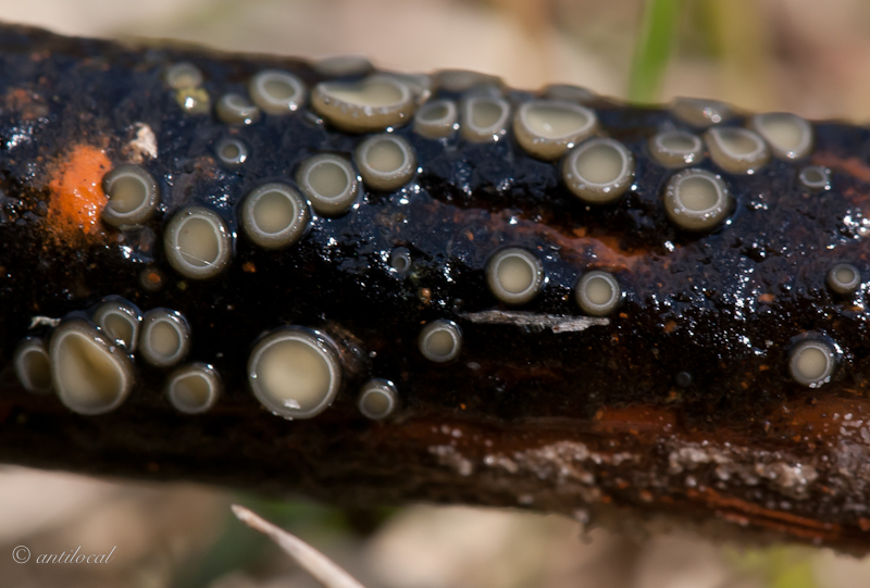 Mollisia Retincola