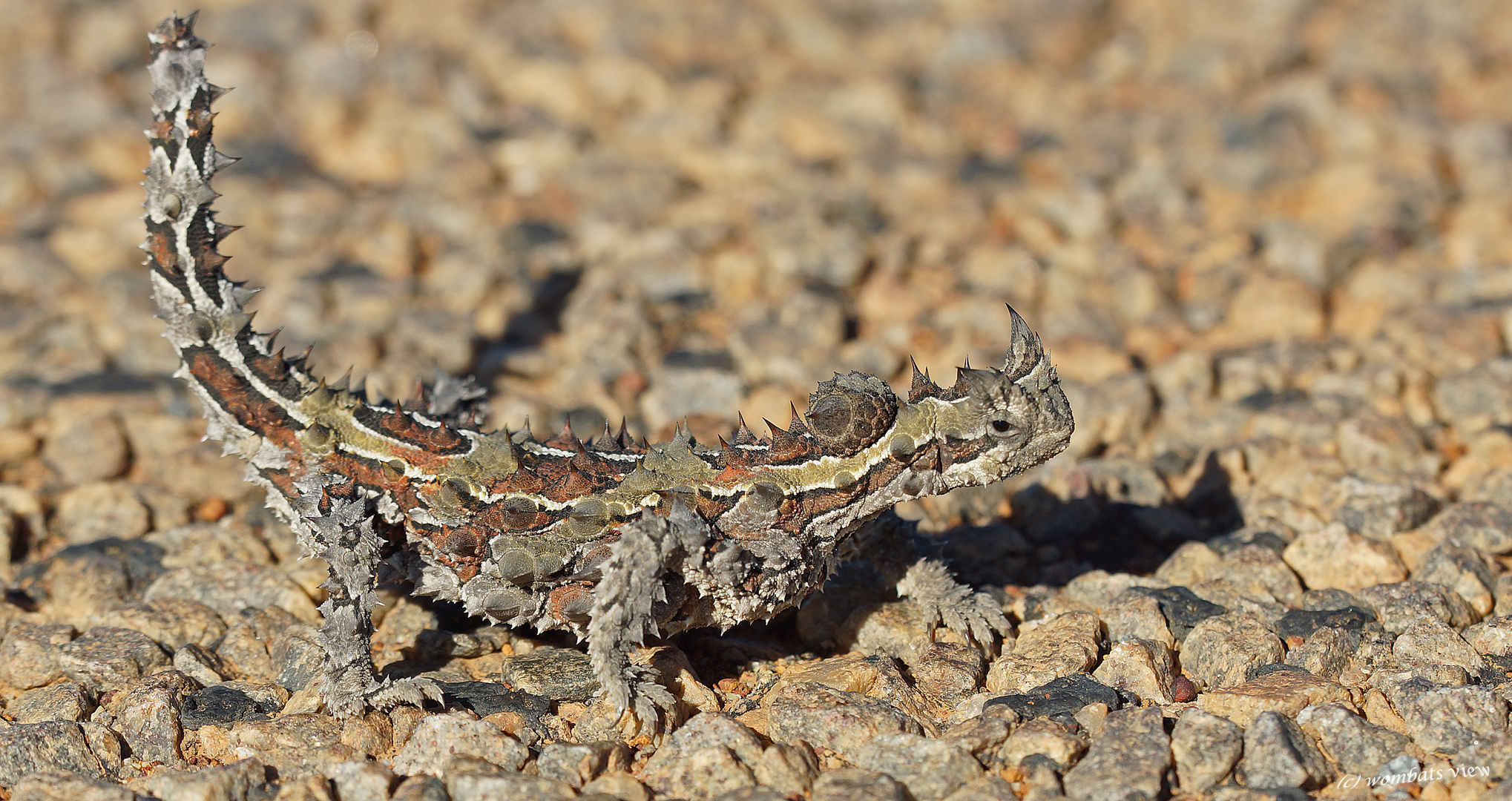 + Moloch Horridus +