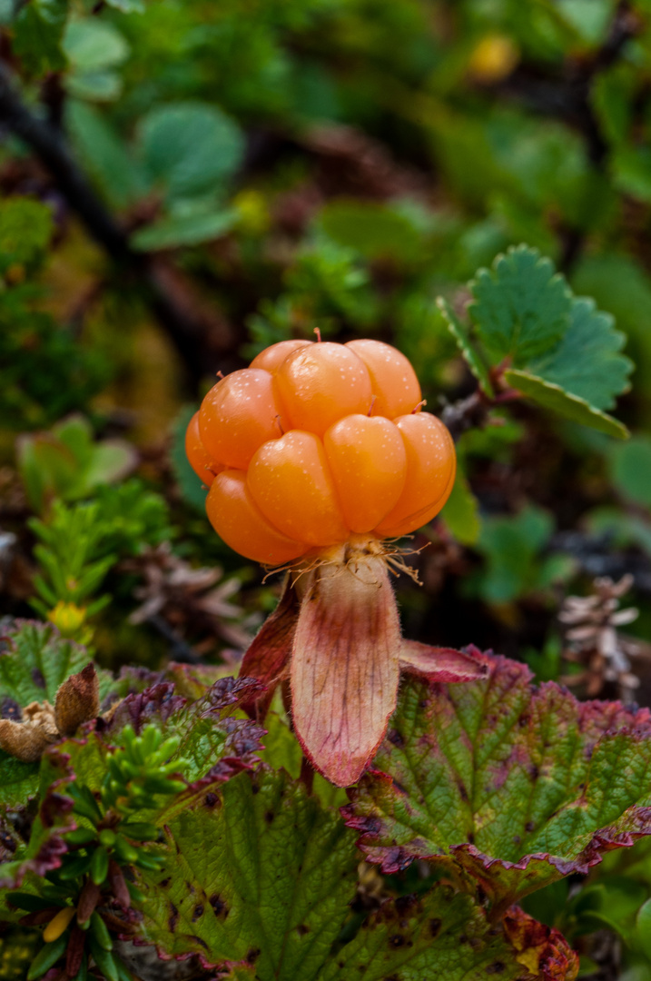 Moltebeere im Fjell