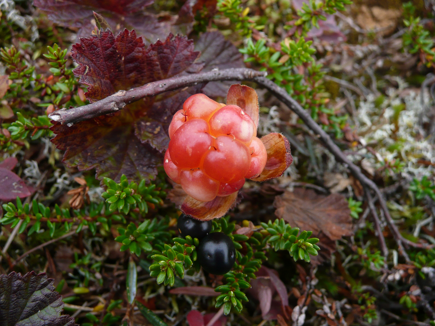 Moltebeere - Norwegen