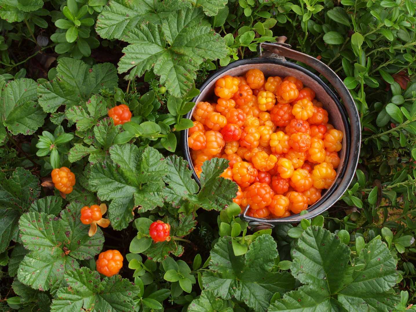 Moltebeeren Foto & Bild schweden, natur, pflanzen Bilder auf