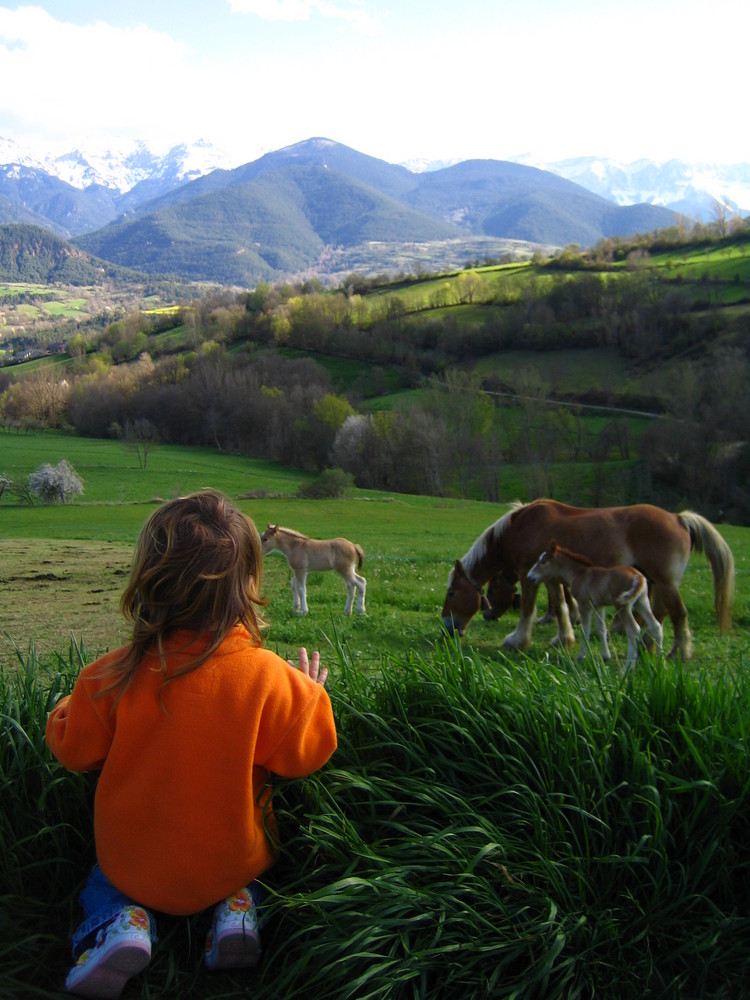 Molts caballs, grans i petits.