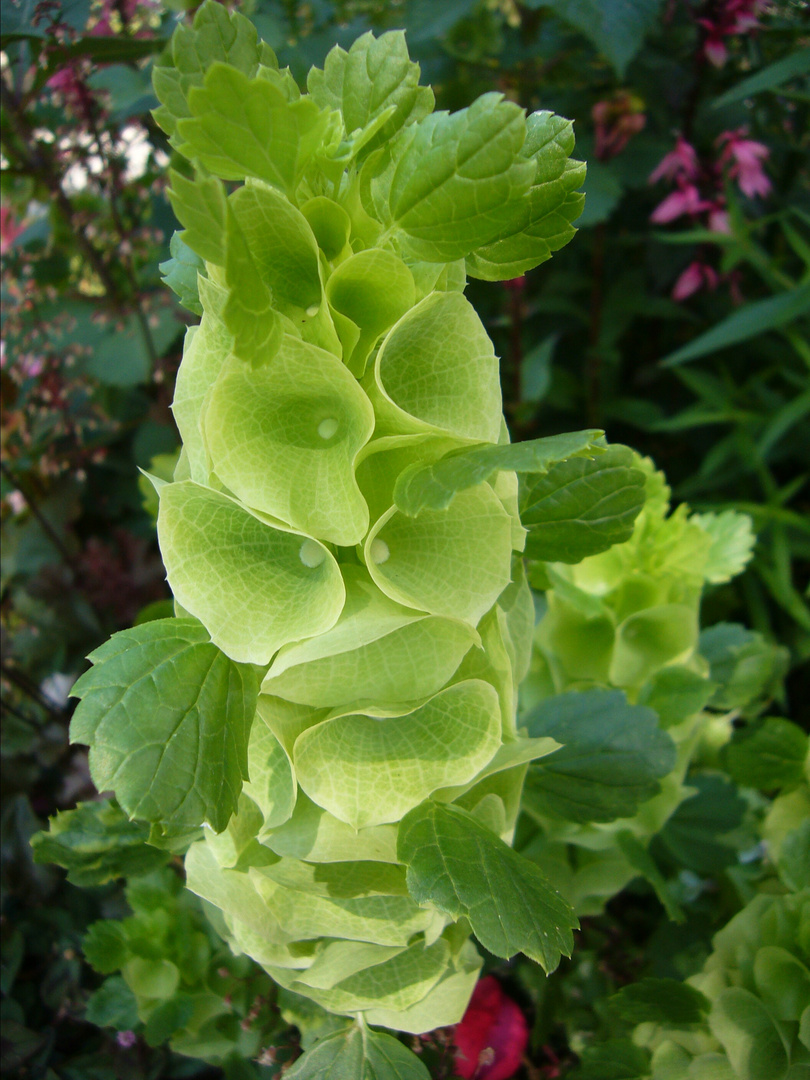 Molucella laevis 'Irlandglocke'