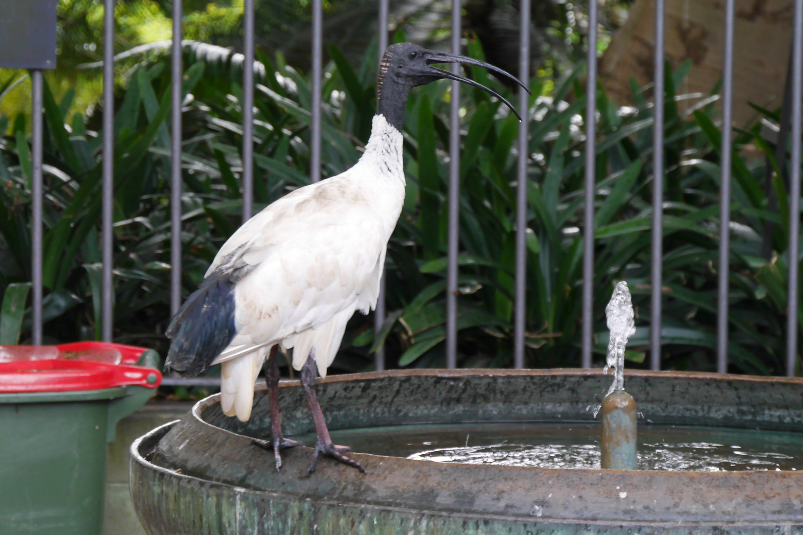 Molukkenibis  -  Australian White Ibis