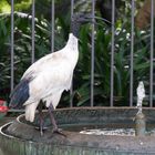 Molukkenibis  -  Australian White Ibis