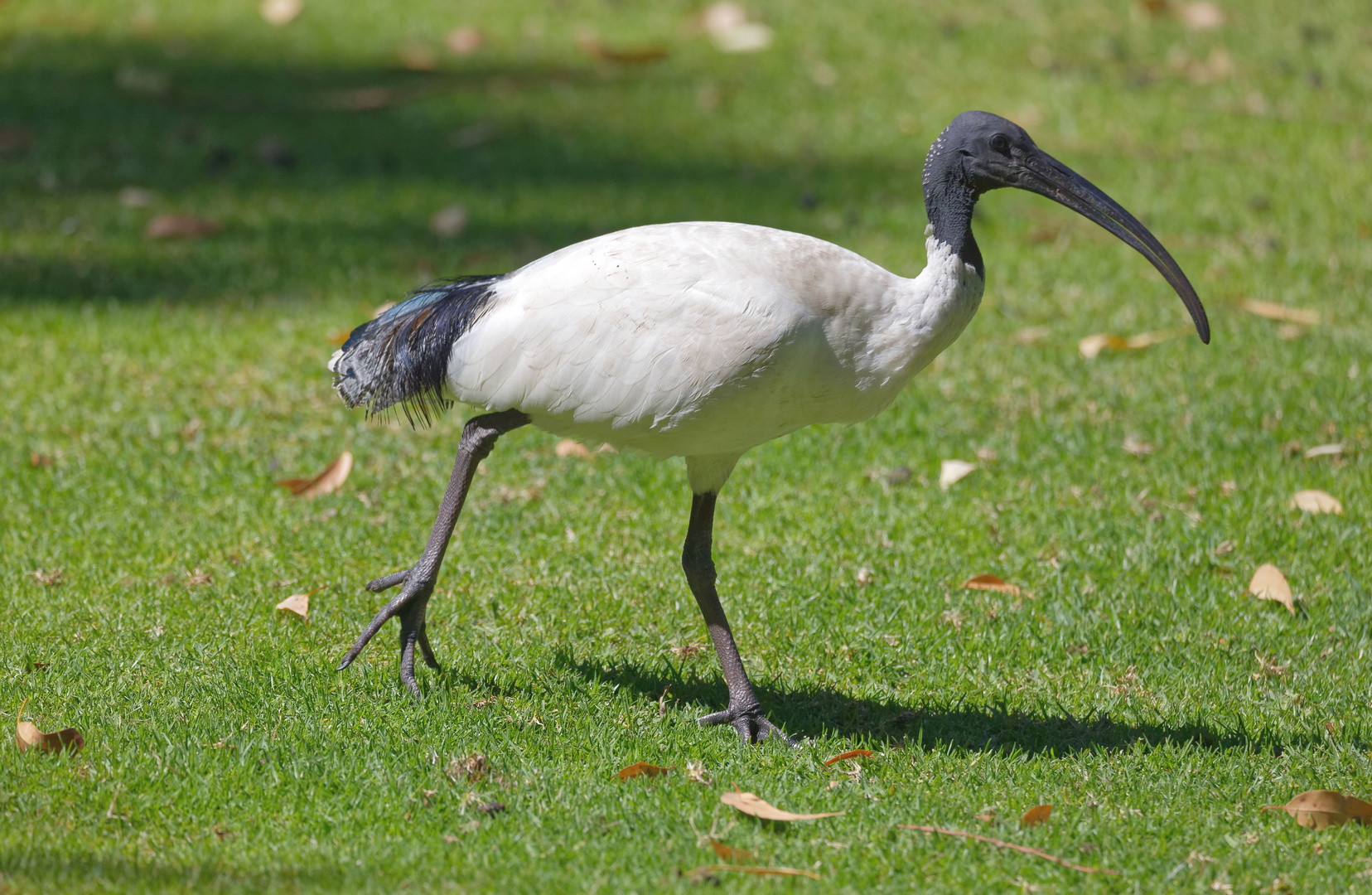 Molukkenibis