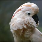 Molukkenkakadu - Portrait -