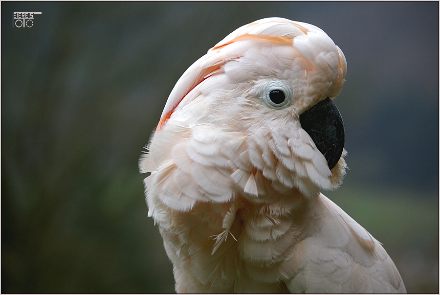 Molukkenkakadu - Portrait -