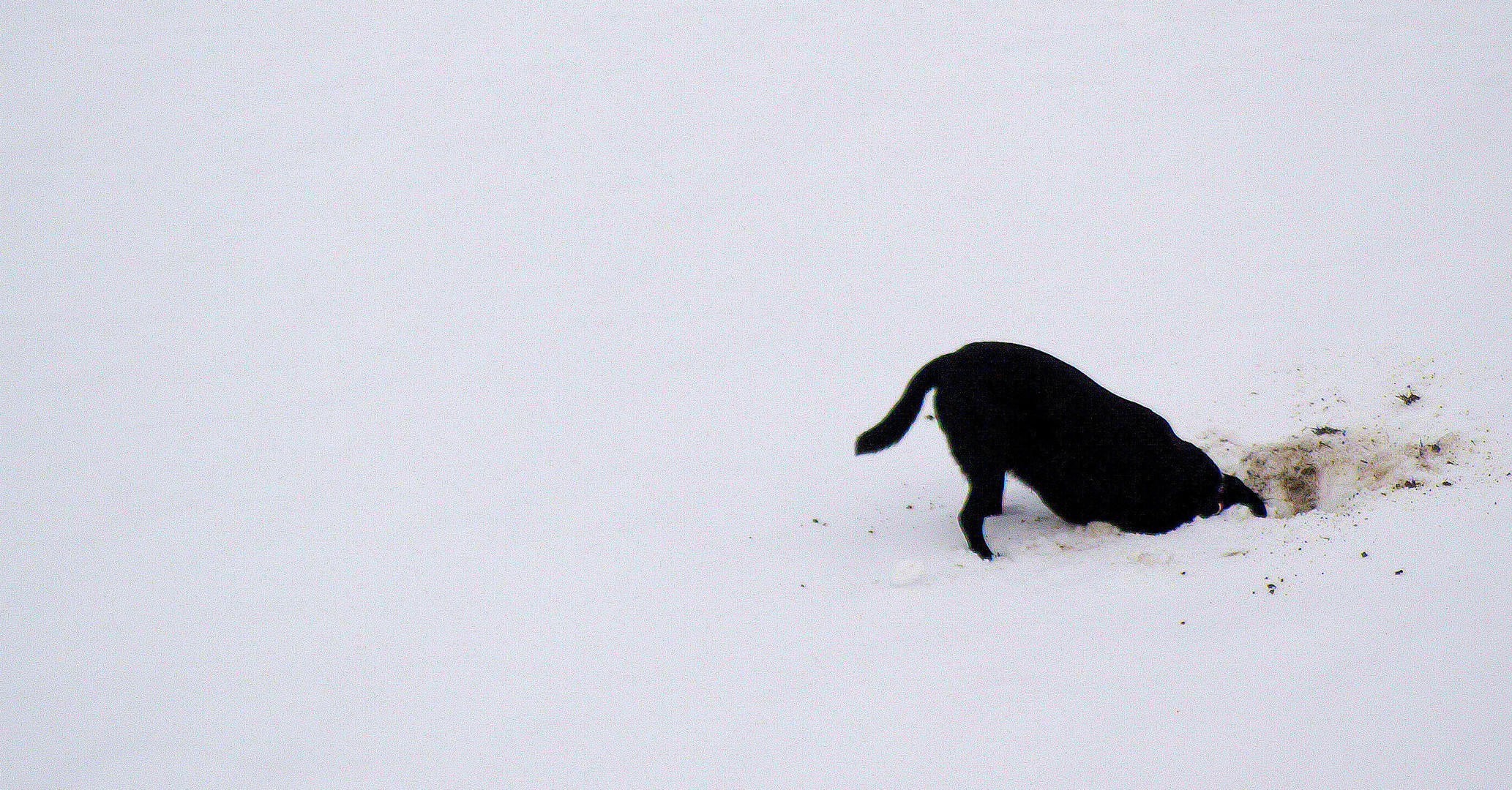 Molwanischer Hund