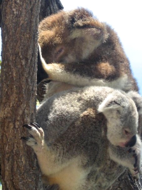 Mom and a little joey