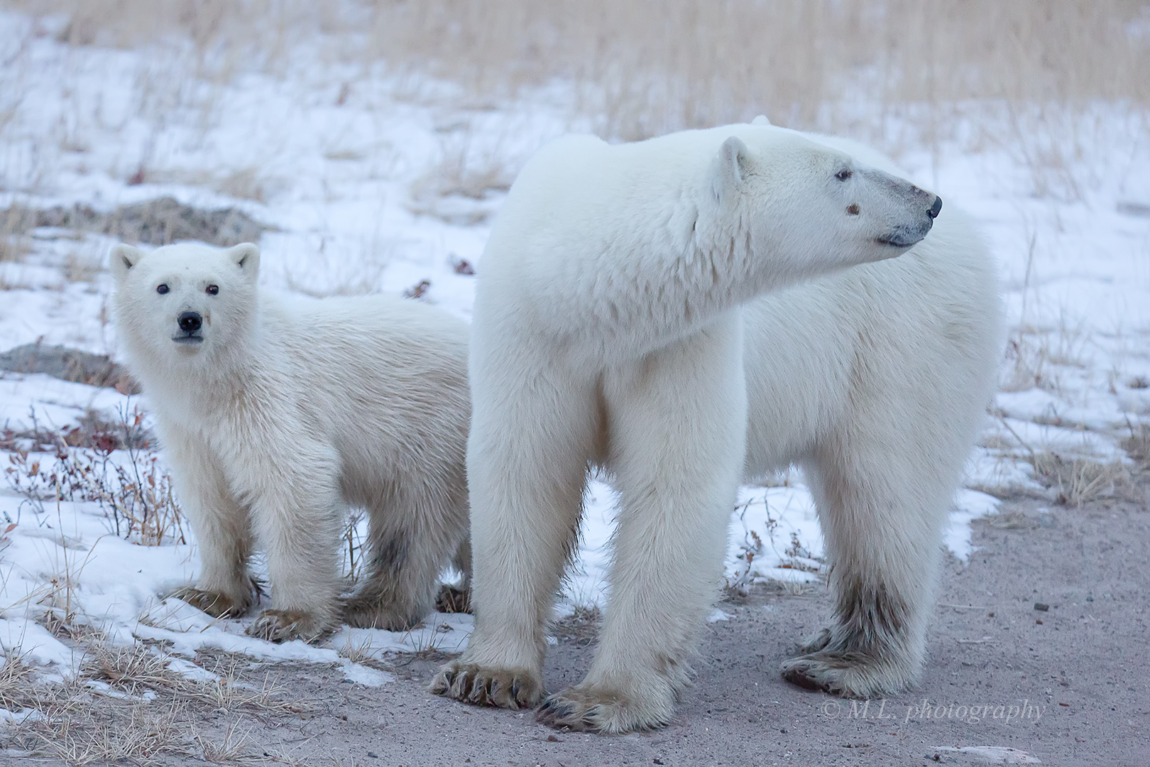 Mom and cub