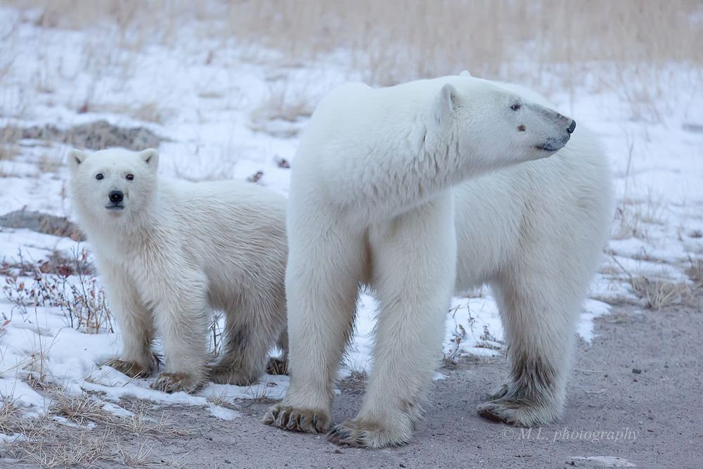 Mom and cub