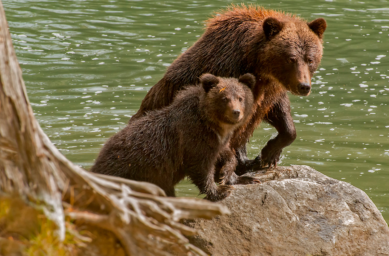 mom and her cub