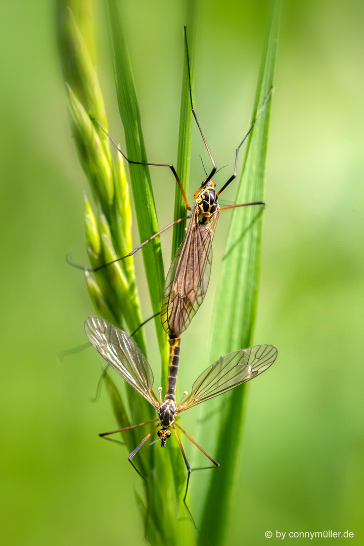 Mom & Daddy Long-Legs