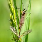 Mom & Daddy Long-Legs