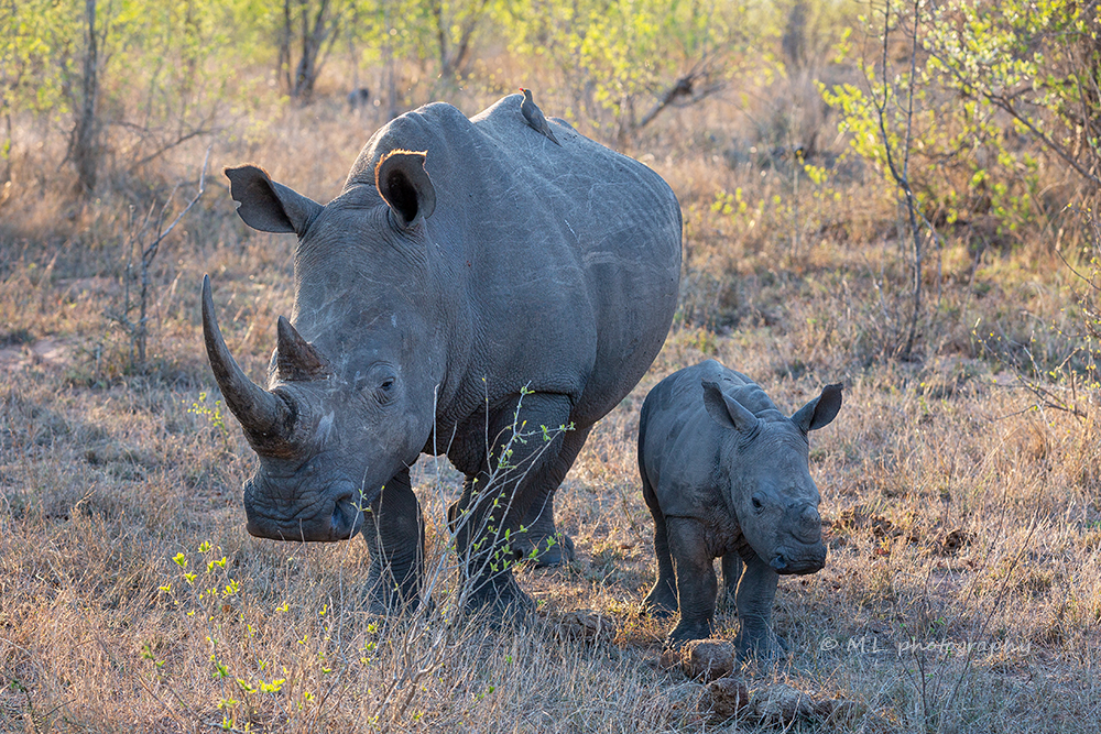 Mom & Kid seen @sabi sands game reserve