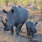 Mom & Kid seen @sabi sands game reserve