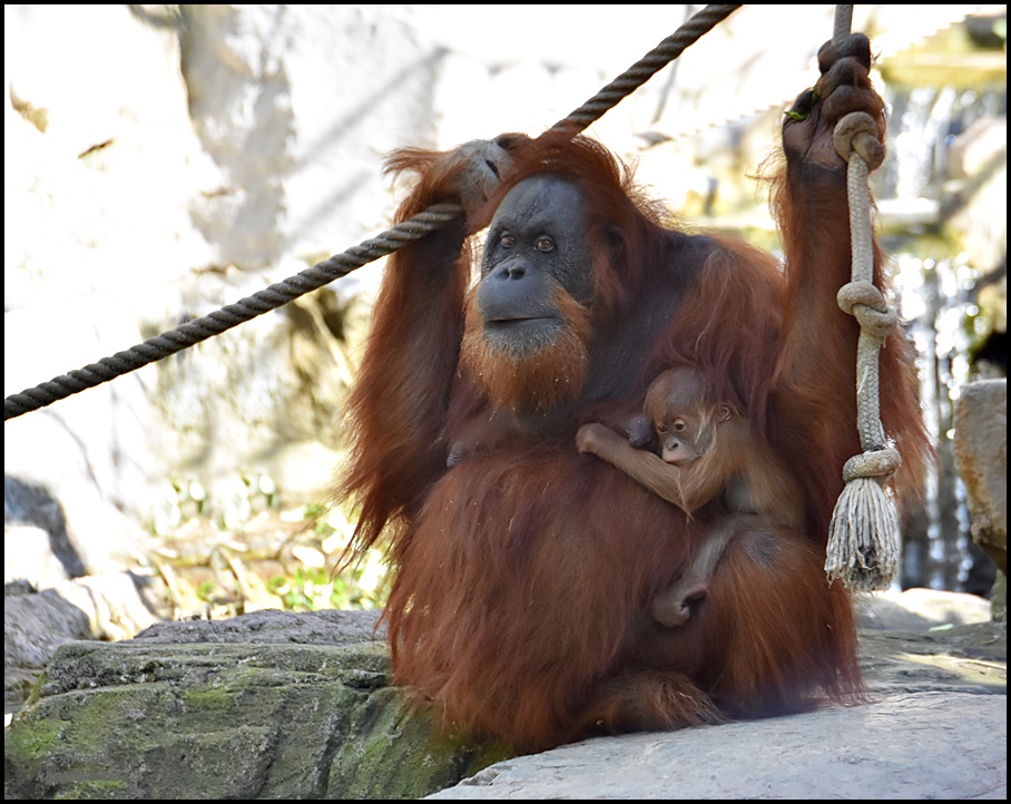 Mom Toba & Batu