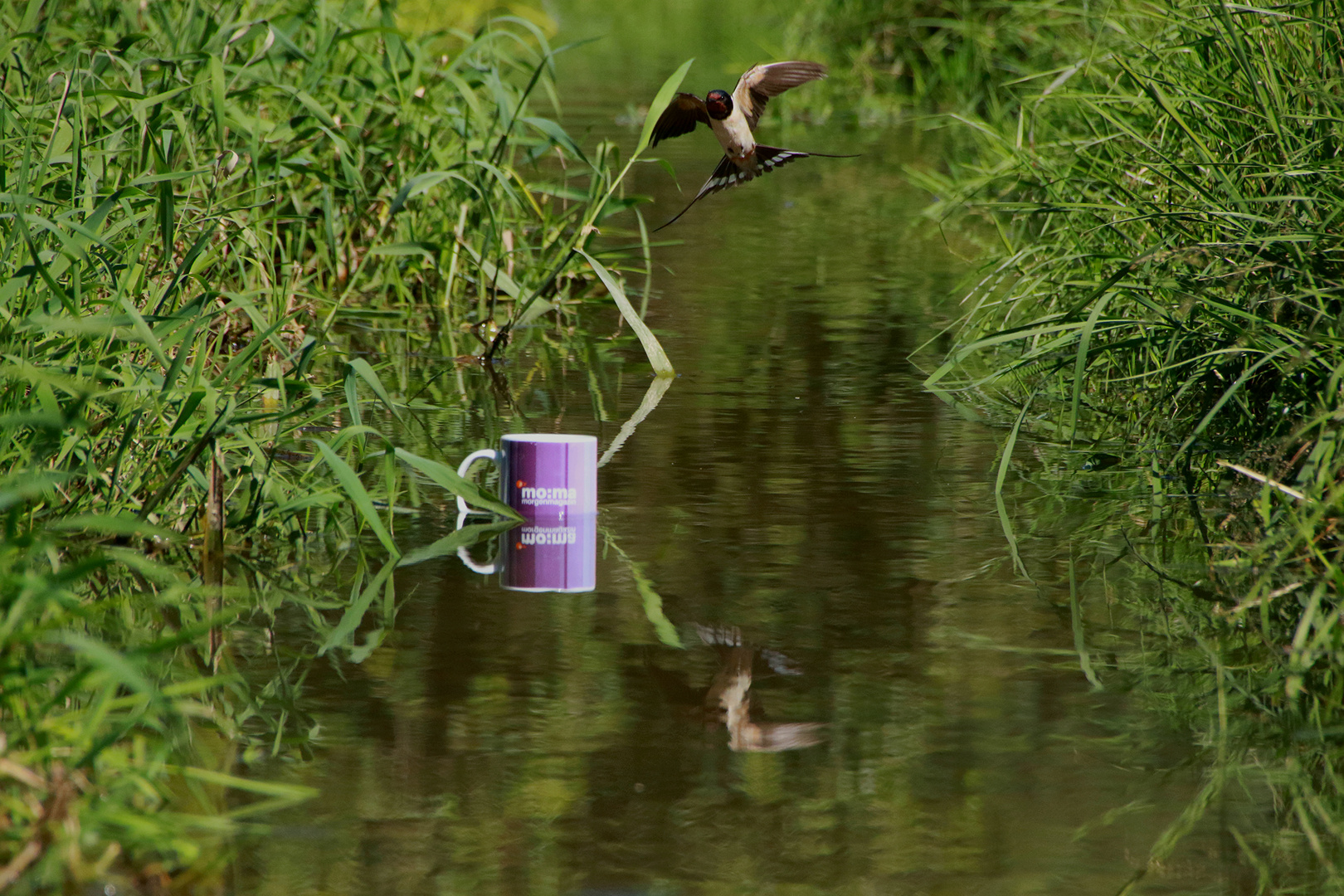 Moma-Tasse beim baden im "Aubach"