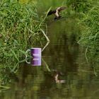 Moma-Tasse beim baden im "Aubach"