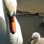 Mom,Are you going to eat that?