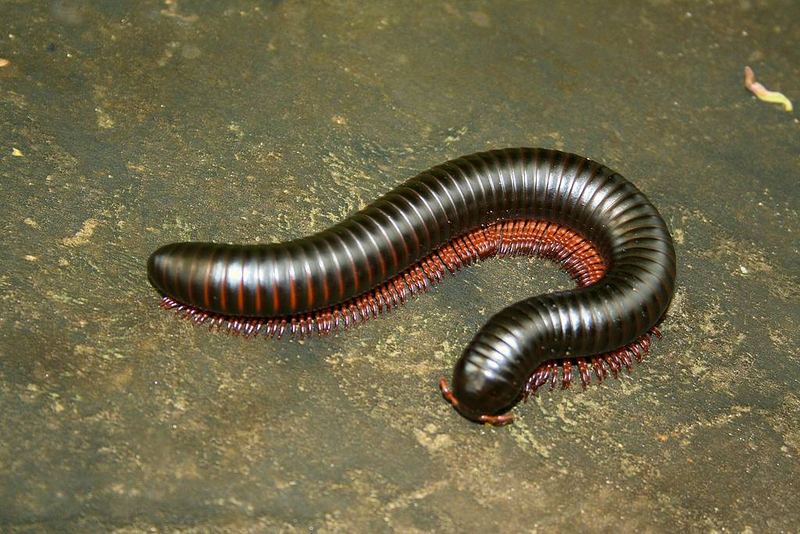 Mombasa Express Foto & Bild tiere, wildlife, wildlife sonstige tiere