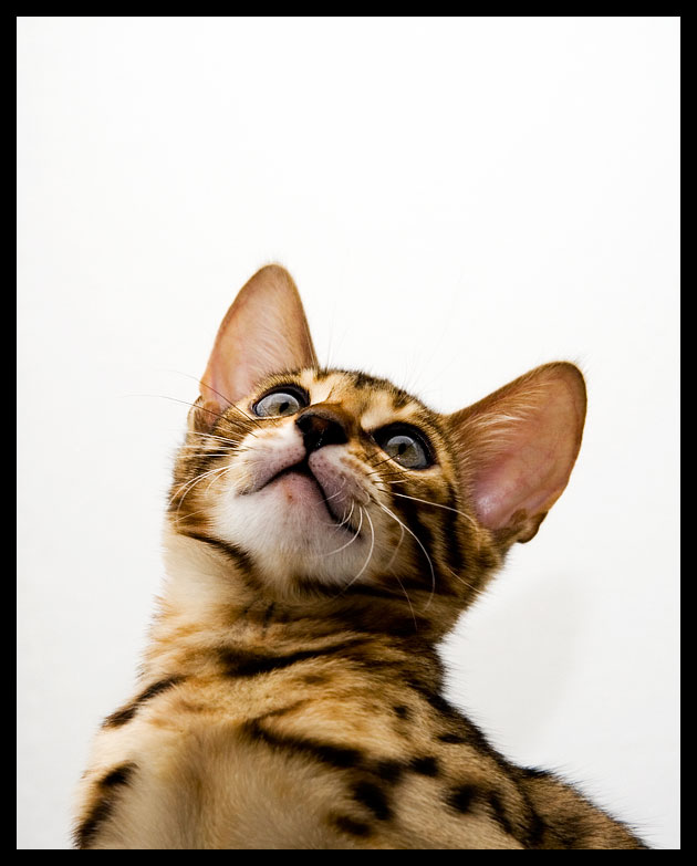 Mombasa! - the new 12 week old Bengal Cat.