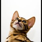 Mombasa! - the new 12 week old Bengal Cat.