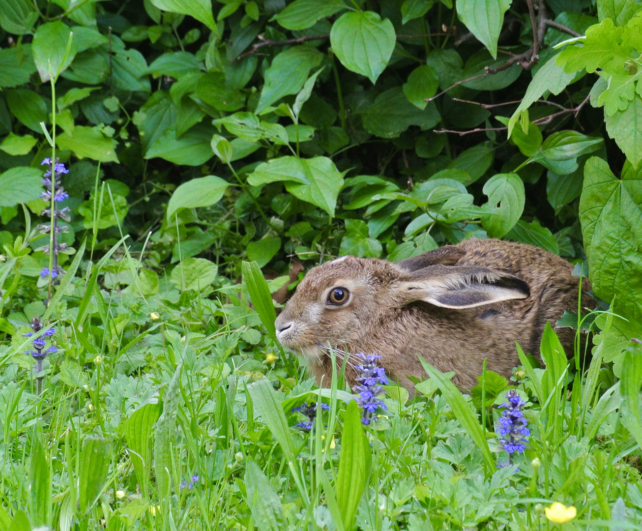 Moment 18 - In der Hecke 