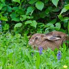 Moment 18 - In der Hecke 