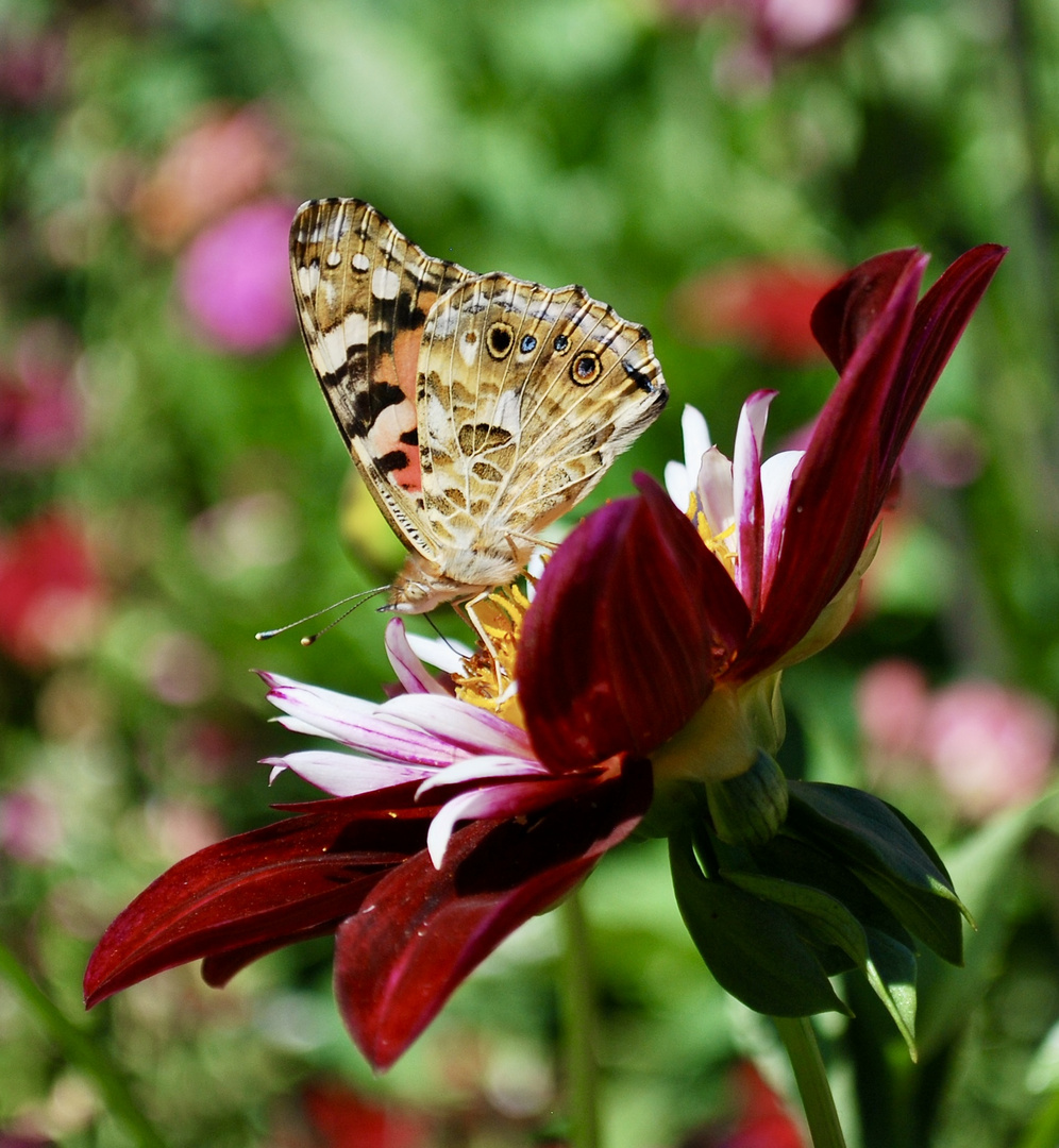 Moment 32 - Auf der Gartenschau