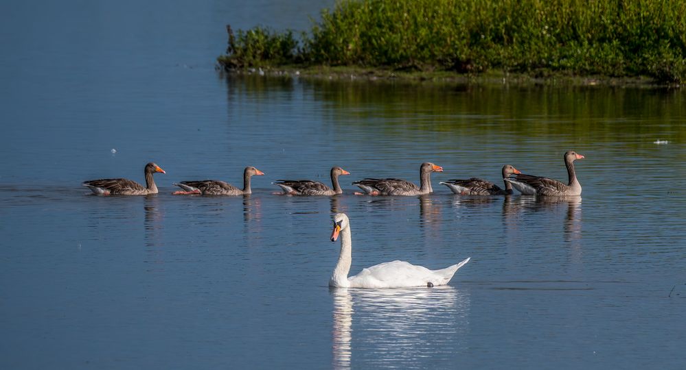 "MOMENT NOCH - LASS ERST DIE BLÖDEN GÄNSE VORBEI"